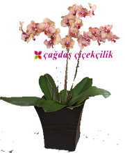 Ebruli Orkide
