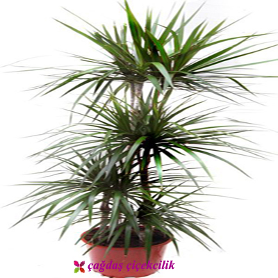 Marginata
