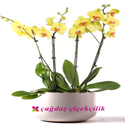 0rkide Sarayı 4 dallı sarı orkide