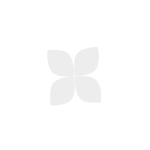 K�rm�z� G�ller Cam Vazoda