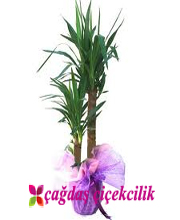 Saks Yucca